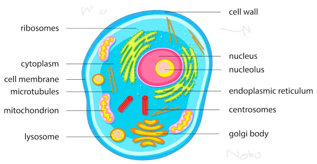 cells organelles and their function